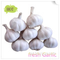 Wholesale good fresh garlic/cheap garlic